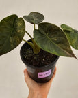 Alocasia ‘wentii’ Variegated - Sale