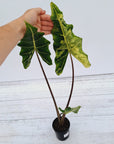 Alocasia sarian variegata