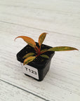 Philodendron 'Orange Princess'