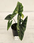 Alocasia ‘Simpo Albo’ Variegata - SALE