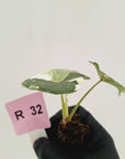 Alocasia melo 'Rhino Skin' Variegata - Bare Bottom Baby