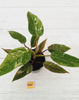 Philodendron 'Pink Princess Galaxy Marble' Sport - Perfectly Imperfect