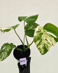 Monstera borsigiana 'Albo'