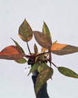 Philodendron 'Orange Princess' - FLASH SALE
