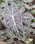 Alocasia no ID