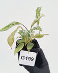 Philodendron gloriosum 'Snow Leopard'