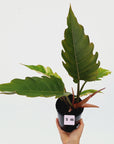 Philodendron serratum Caramel Marble