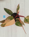 Philodendron erubescens Strawberry Shake - SALE