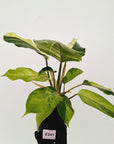 Philodendron pinnatifidum 'Jungle Fever'