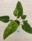 Philodendron giganteum Blizzard - SALE