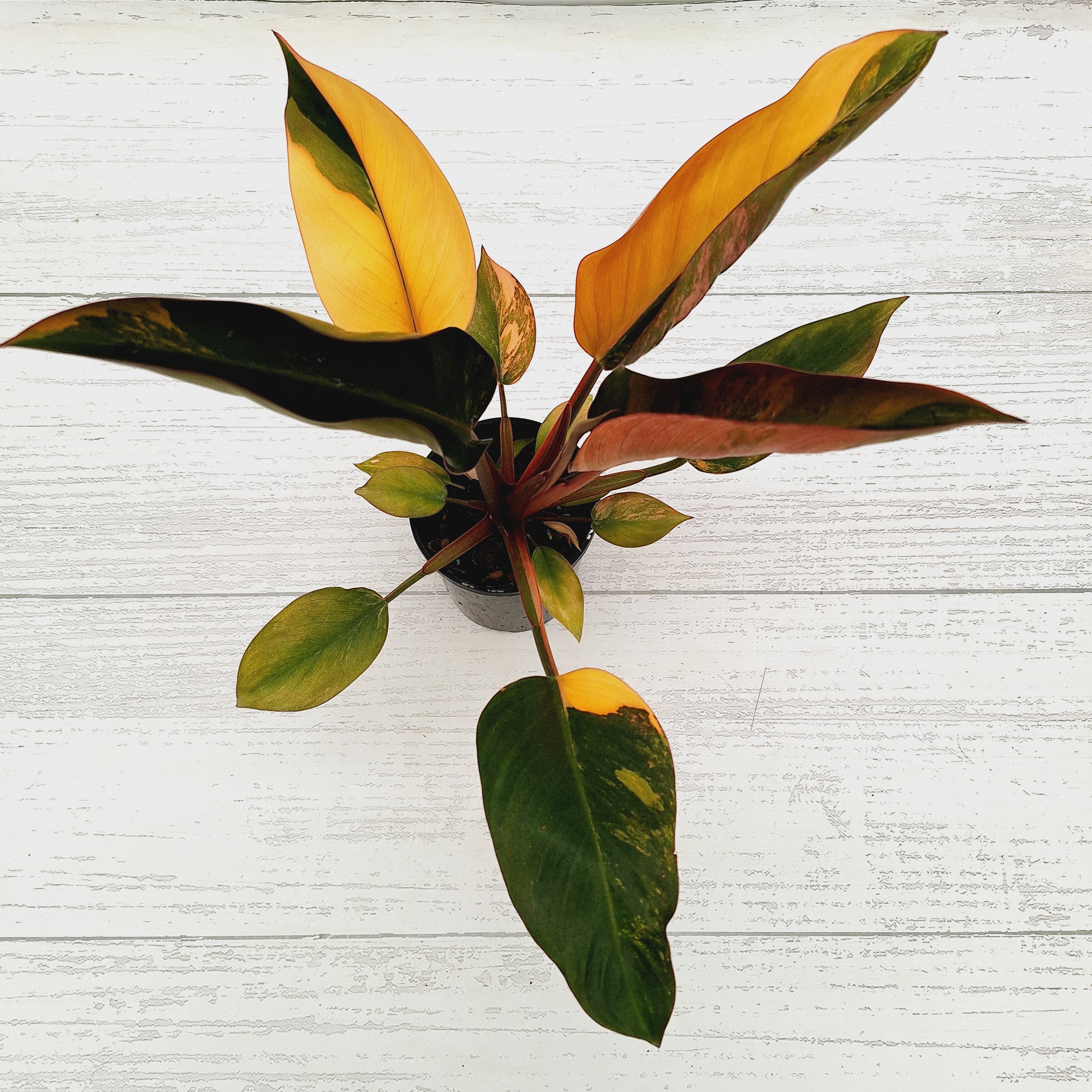 Philodendron 'Rojo Congo Variegated'