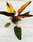 Philodendron 'Rojo Congo Variegated'