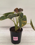 Alocasia ‘wentii’ Variegated - Sale