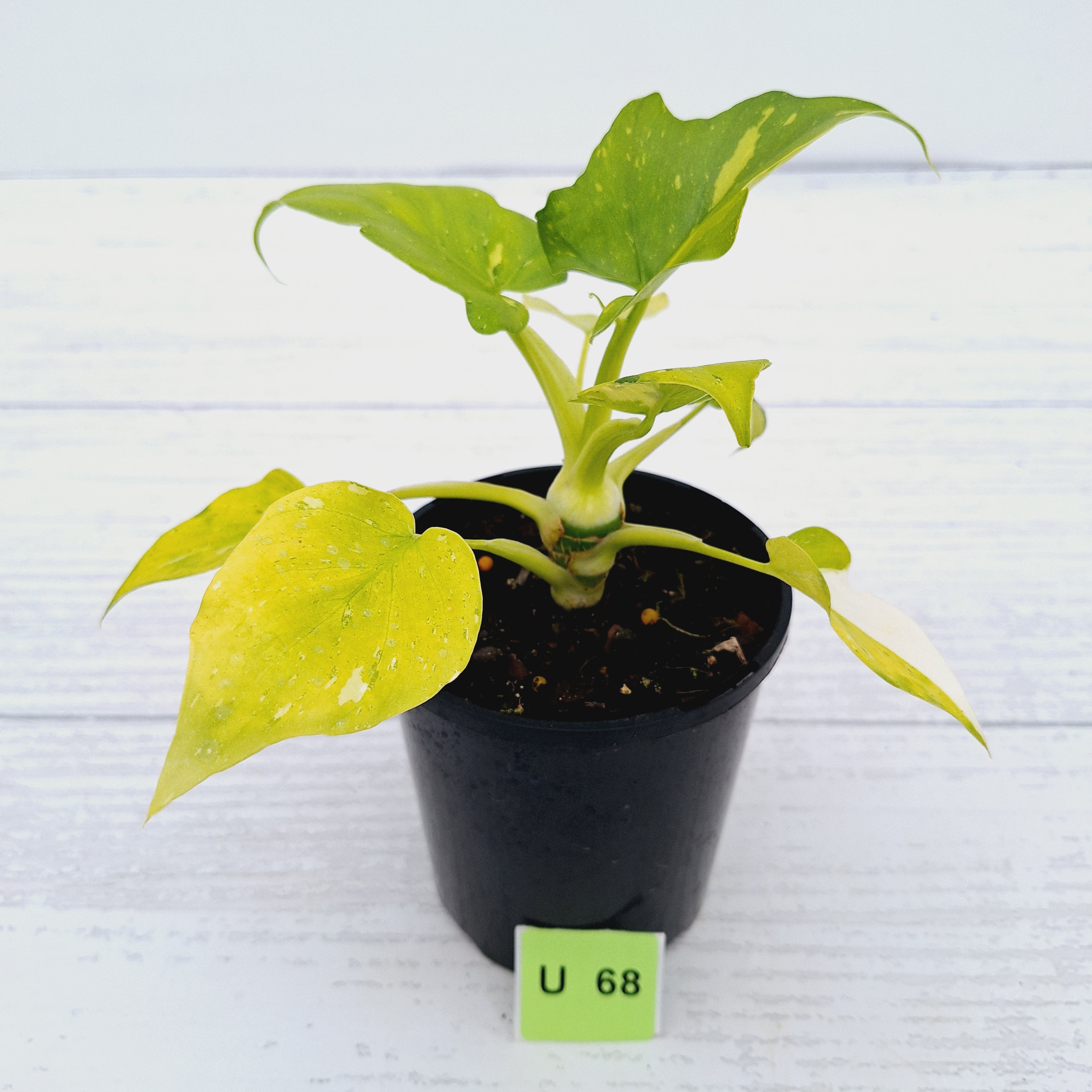 Philodendron warscewiczii Gold Variegata