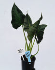 Alocasia Regal 'Shields' - Perfectly Imperfect