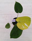 Monstera Deliciosa 'Mint' - SALE