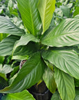 Spathiphyllum floribundum Peace Lily