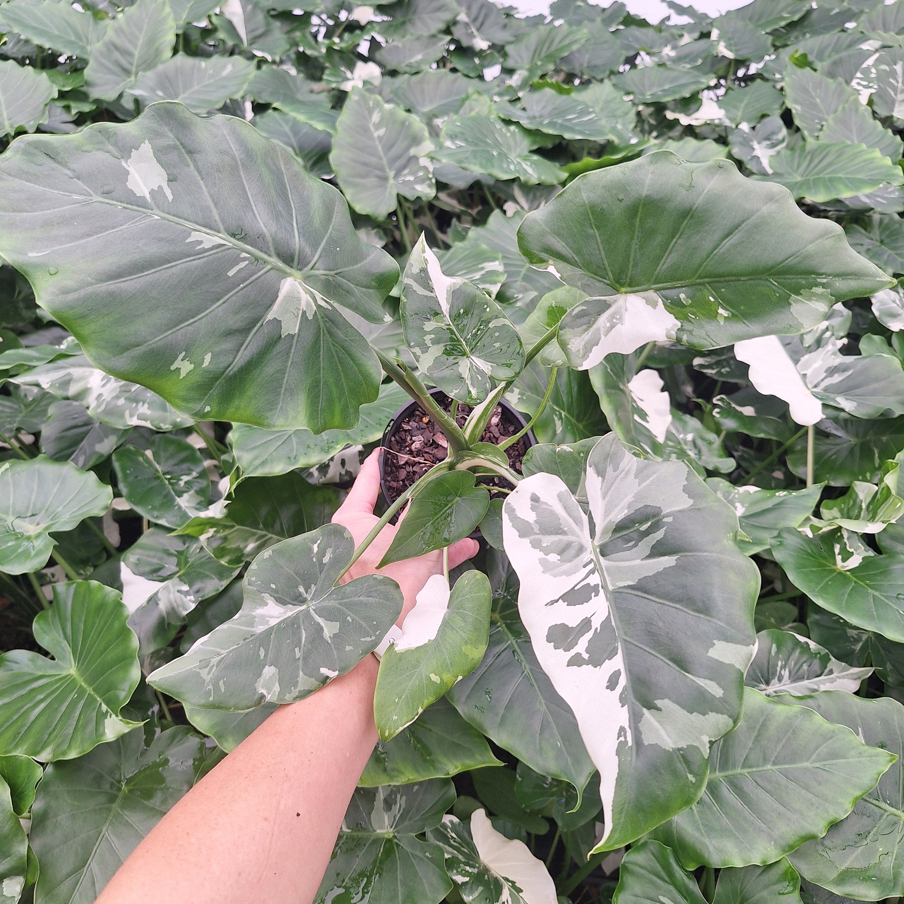 Alocasia 'Okinawa Silver'