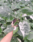 Alocasia 'Okinawa Silver' -