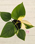 Homalomena rubescens 'Emerald Gem' Variegata