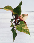 Philodendron erubescens Strawberry Shake