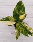 Philodendron imperial green variegata