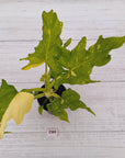 Philodendron warscewiczii Gold Variegata