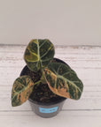 Alocasia reginula 'Black Velvet variegata'