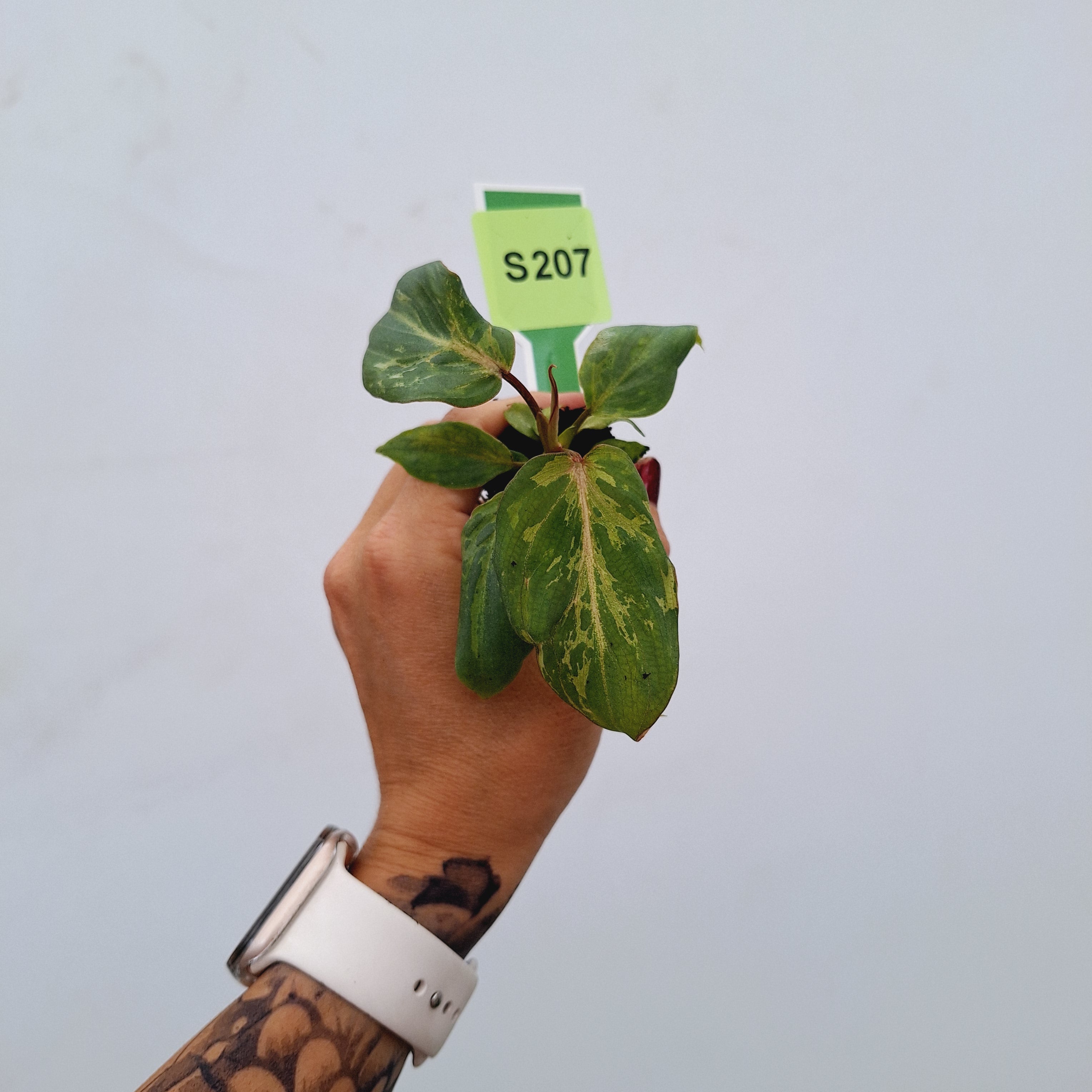Philodendron gloriosum 'Snow Leopard' - Bare Bottom Baby
