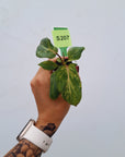 Philodendron gloriosum 'Snow Leopard' - Bare Bottom Baby
