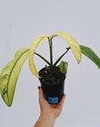 Epipremnum giganteum variegata