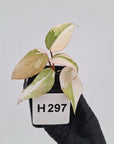 Philodendron gloriosum white vien variegata - SALE