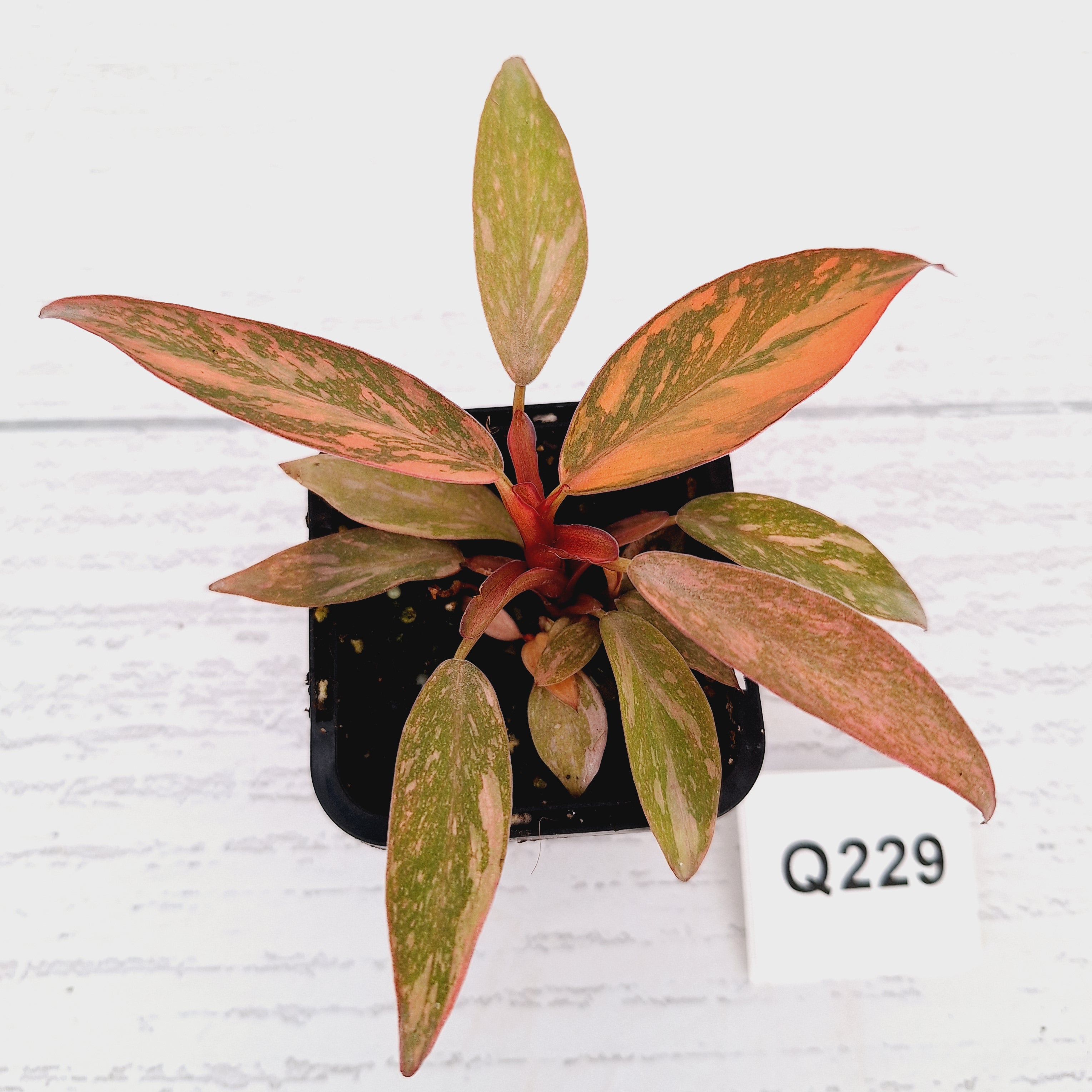 Philodendron 'Orange Princess'
