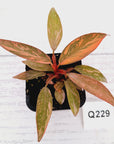 Philodendron 'Orange Princess'