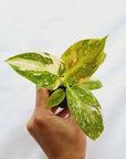 Philodendron green Congo variegata (Nuclear) -Bare Bottom Baby