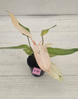Philodendron 'Whipple Way'