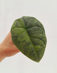 Alocasia melo 'Rhino Skin' Variegata