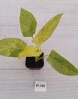 Homalomena sulcata ‘Cream Frost’ - SALE