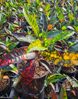 Codiaeum variegatum Croton Elaine