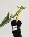 Alocasia ‘Simpo Albo’ Variegata - SALE