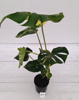 Monstera deliciosa Variegata
