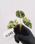 Alocasia reginula 'Black Velvet variegata'- Bare Bottom Baby