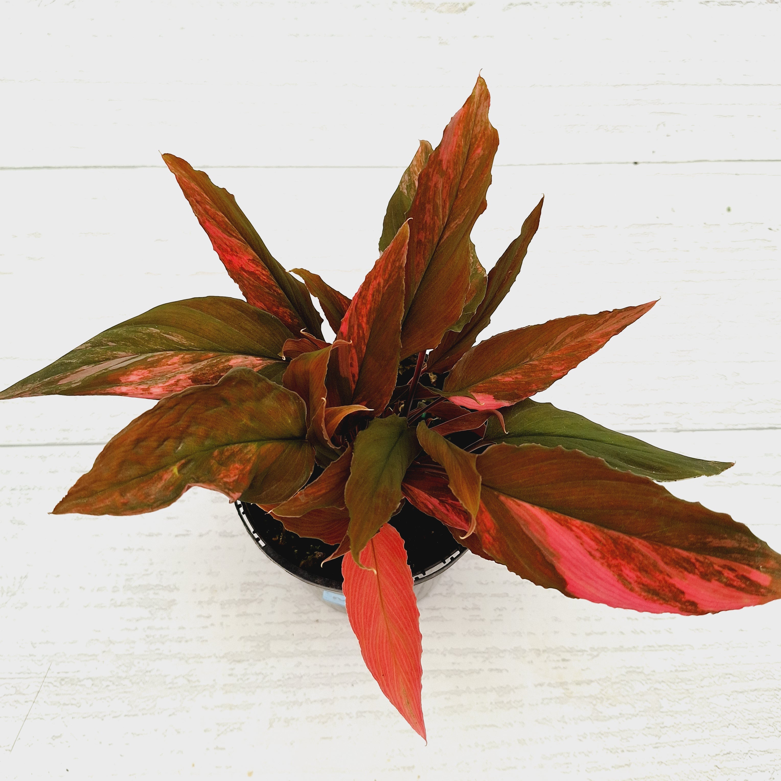 Homalomena Humilis Jungle Satin Variegata