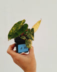 Philodendron billietiae Variegata