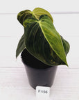 Philodendron melanochrysum Variegata