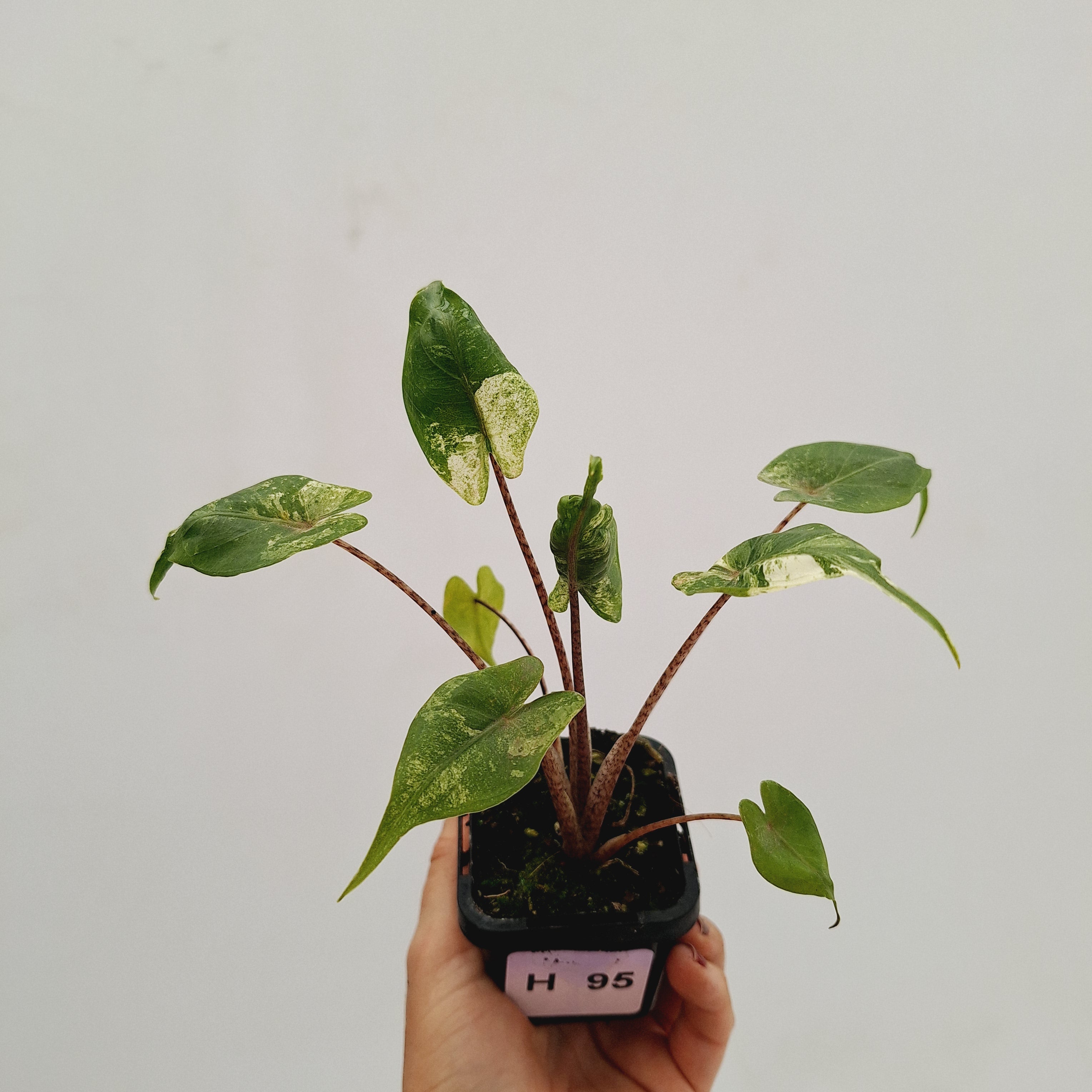 Alocasia macrorrhizos 'Stingray Aurea' Variegata