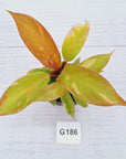 Philodendron Prince of orange variegated