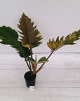Philodendron serratum Caramel Marble