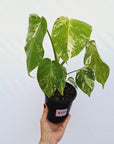 Monstera borsigiana 'Albo'