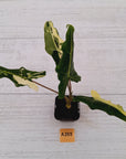 Alocasia sarian variegata